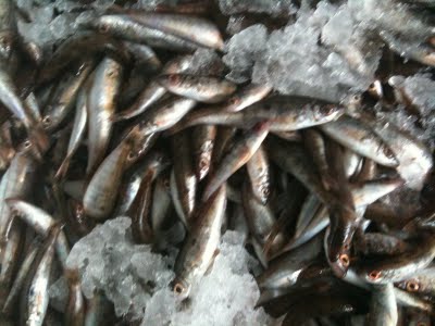 Κατέσχεσαν 100 κιλά μαρίδα